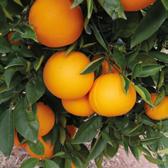 ORANGES Winter and spring fruits, our oranges offer all their taste potential from mid January to early June.