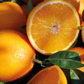 Navel Powell With its King Size fruit, the Navel Powell is the spring orange par excellence.