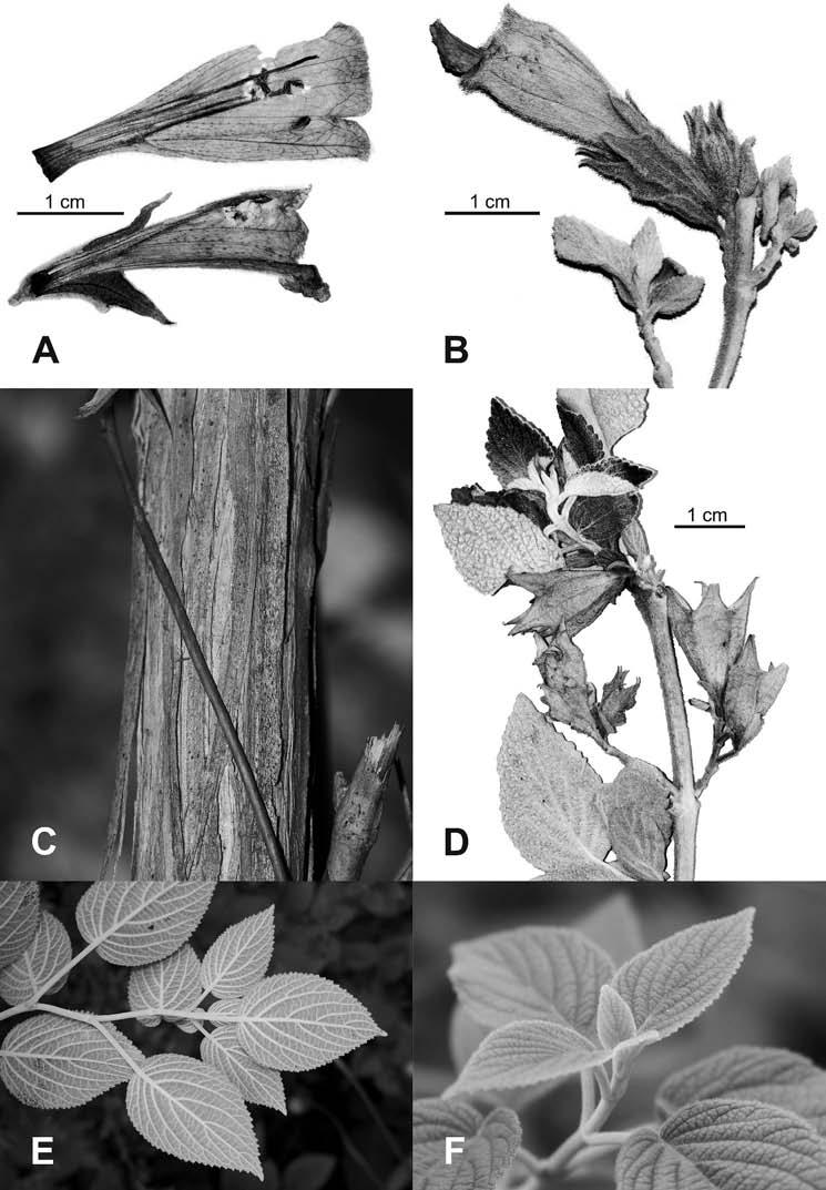 Volume 19, Number 4 Weckerle et al. 557 2009 Chelonopsis praecox (Lamiaceae) from China Figure 3. Photos of the new species Chelonopsis praecox Weckerle & F. Huber. A.