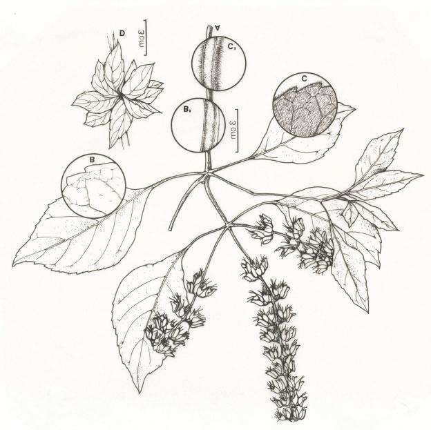 Fig. 4. Ocimum campechianum Mill. A, habit; Leaf (B) and stem (B ) indument of the var.