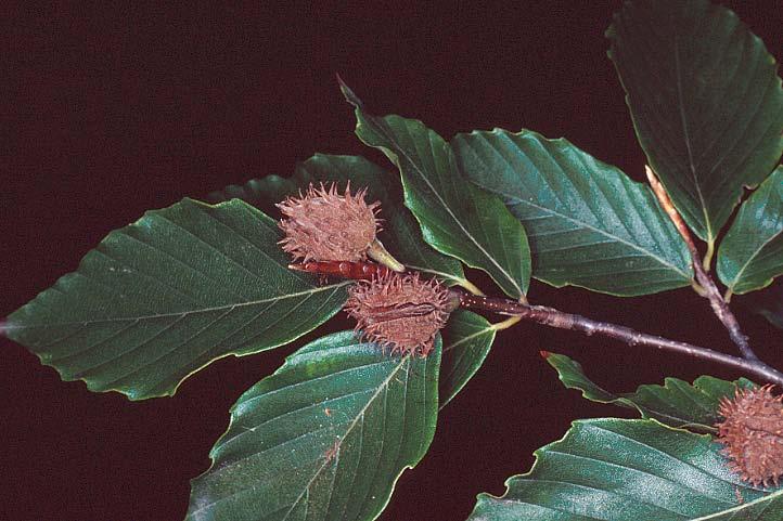 Fagaceae (Beech or