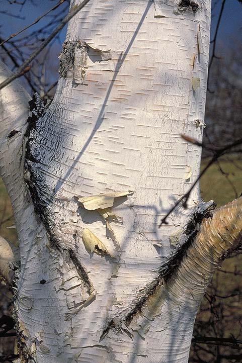 Betulaceae (Birch family) Betula