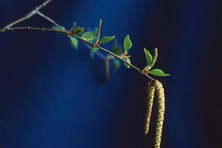 Betulaceae (Birch family) Textbook DVD KRR & DLN Betula pendula; Note that