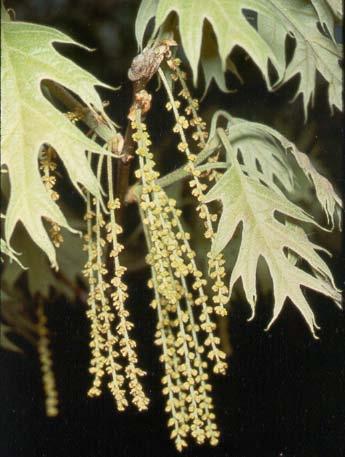 Fagaceae (Beech or Oak family) Textbook DVD DLN Fagus grandifolia Quercus sp.