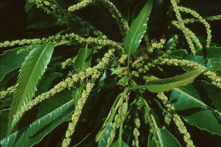 Fagaceae (Beech or Oak family) Castanea sativa;