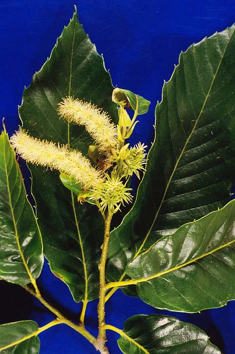 Fagaceae (Beech or Oak family) Carpellate inflorescence