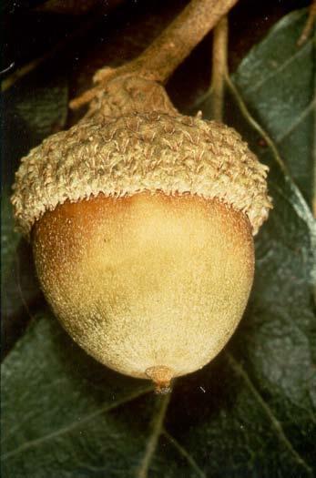 Fagaceae (Beech or Oak family)
