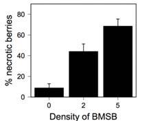 BMSB exposure necrosis Time of BMSB