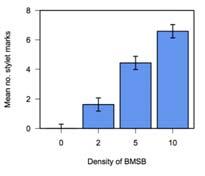 Increasing the number of BMSB per