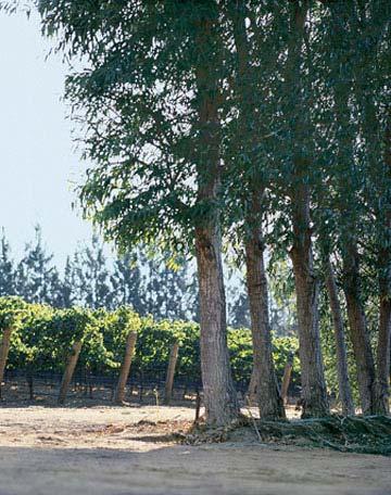 Wind and Water Photosynthesis shuts down when winds rise above 15 miles per hour Wind breaks are utilized to shield the grapes from winds that can reach 40