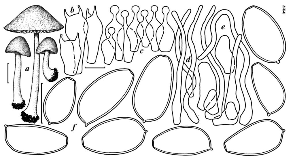 16 Prydiuk, M.P. Some rare and interesting Conocybe from Ukraine Fig. 10. Conocybe inocybeoides: a fruit bodies, b basidia, c cheilocystidia, d pileocystidia, e caulocystidia, f spores.