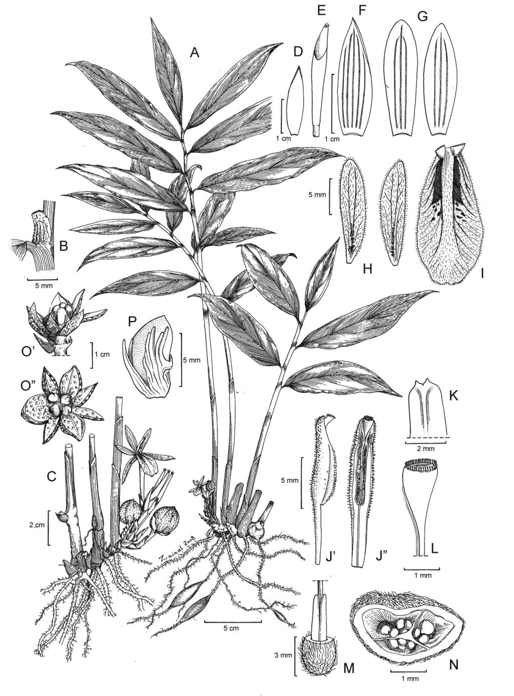 360 Botanical Studies, Vol. 50, 2009 Figure 1. Haniffia flavescens.