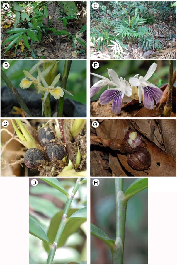SAM et al. New species of Haniffia 361 Figure 2. Haniffia flavescens (A-D) and H. cyanescens var. cyanescens (E-H).