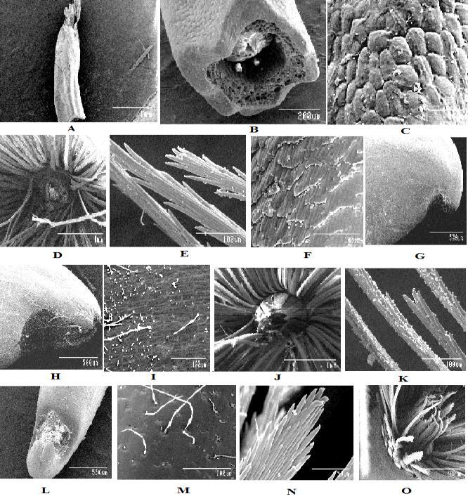 5. SEM- Photographs of studied cypselas A-C-Anthemis marschalliana: A-Cypsela, B-Basal part, C-Surface;