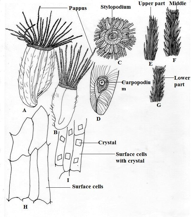 A-F-Anthemis marschalliana: A-Cypsela, B-Upper part showing stylopodium, C-Lower part showing carpopodium, D-Carpopodial cells, E-Surface cells, F-A magnifying view of surface cells; G-P-Centaurea