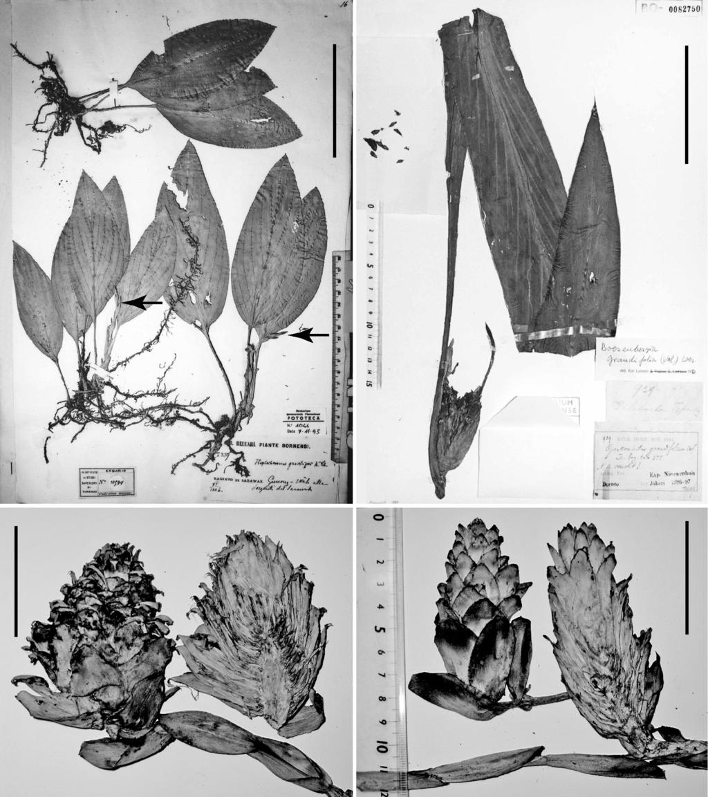 S. Sakai & H. Nagamasu: Systematic studies of Bornean Zingiberaceae V 111 a b c d Fig. 7. a. Type of Haplochorema gracilipes K. Schum. (= Scaphochlamys gracilipes (K. Schum.) S. Sakai & Nagam.