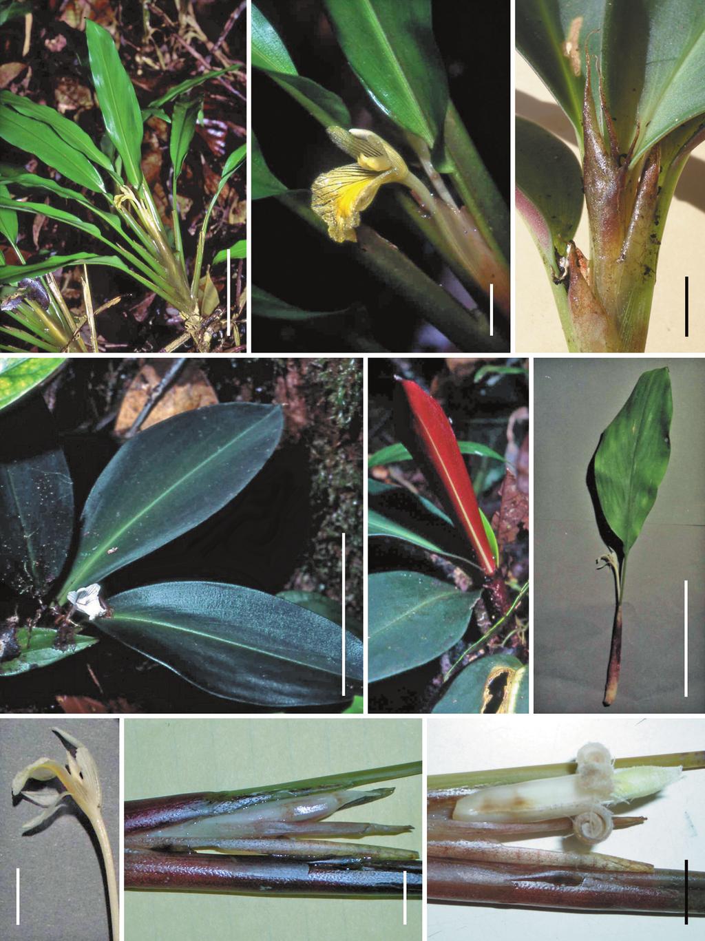S. Sakai & H. Nagamasu: Systematic studies of Bornean Zingiberaceae V a c b e d g h 101 f i Fig. 2. a, b: Boesenbergia flabellata S. Sakai & Nagam. a. Habit showing fan-like arrangement of leaves on shoot; b.