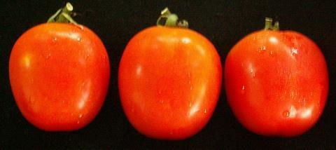 [272] 1. Introduction Tomato (Lycopersicon esculentum Mill.) (Mi et al., 2009) are nutritious and low in calories.