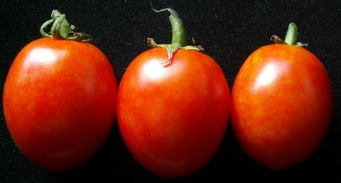 at different harvest times would affect the amount of lycopene content. 2.