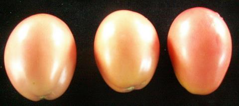 [273] cherry tomatoes; Somtam Figure 1: The 5 varieties of tomato fruit in treatments. 2.1 Growth Conditions.