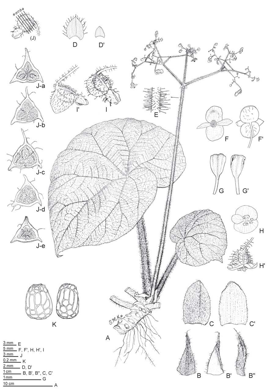 246 Botanical Bulletin of Academia Sinica, Vol. 46, 2005 Figure 1. Begonia liuyanii C.-I Peng, S. M. Ku & W. C. Leong. A, Habit.