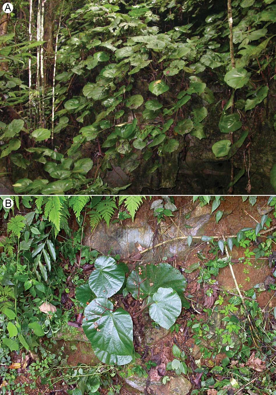 PENG et al. Begonia liuyanii, a new species from Guangxi, China 247 Figure 2. Begonia liuyanii C.-I Peng, S. M. Ku & W. C. Leong.