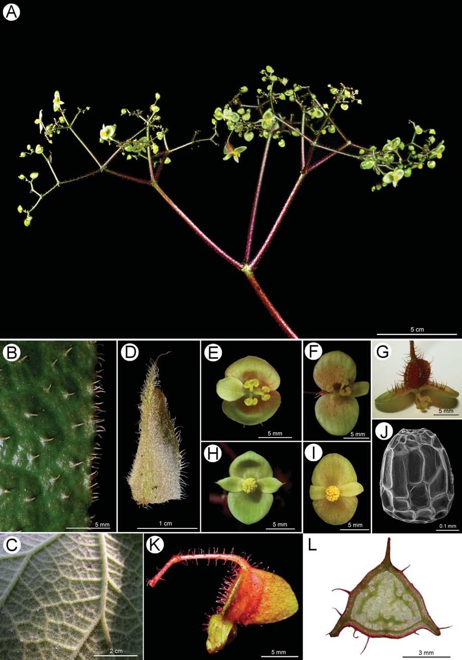 248 Botanical Bulletin of Academia Sinica, Vol. 46, 2005 Figure 3. Begonia liuyanii C.-I Peng, S. M. Ku & W. C. Leong. A, Inflorescence diffusely thyrsoid. B, Leaf, adaxial surface showing setae.