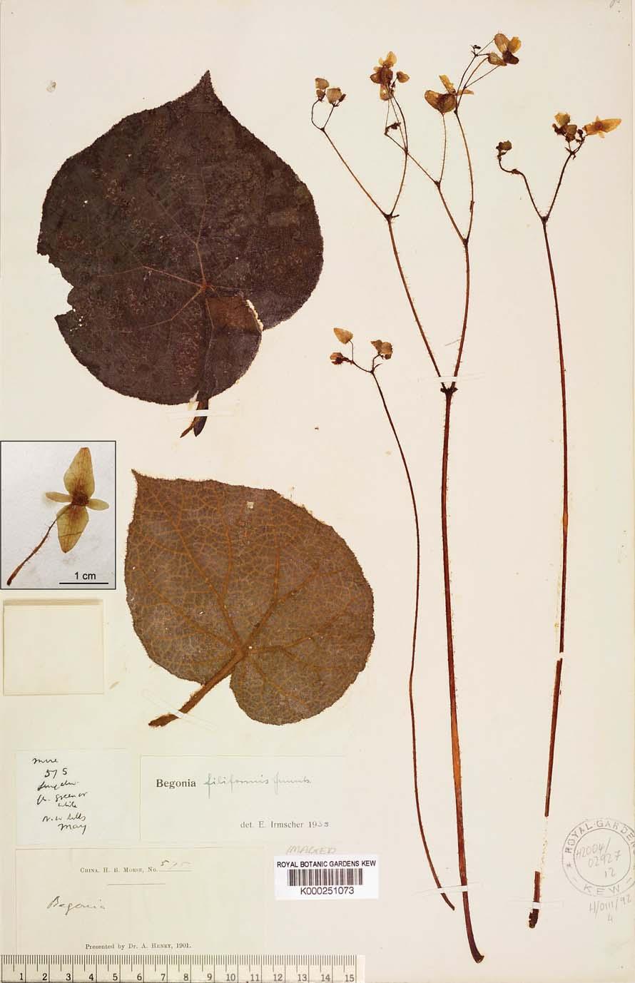 250 Botanical Bulletin of Academia Sinica, Vol. 46, 2005 Figure 6.