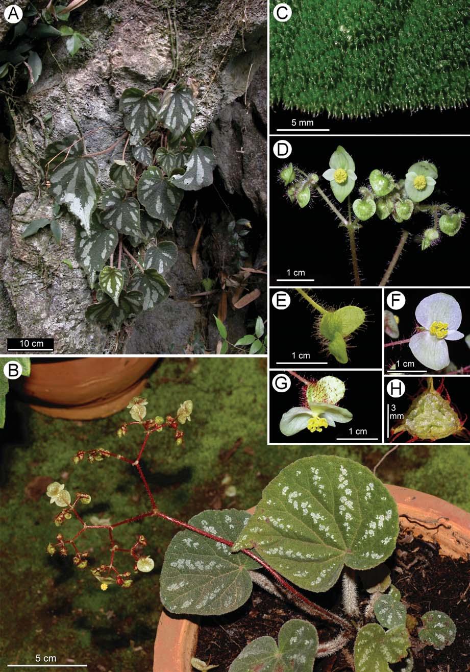 PENG et al. Begonia liuyanii, a new species from Guangxi, China 251 Figure 7. Begonia filiformis Irmsch. A, Habitat and habit, showing plants on limestone face.
