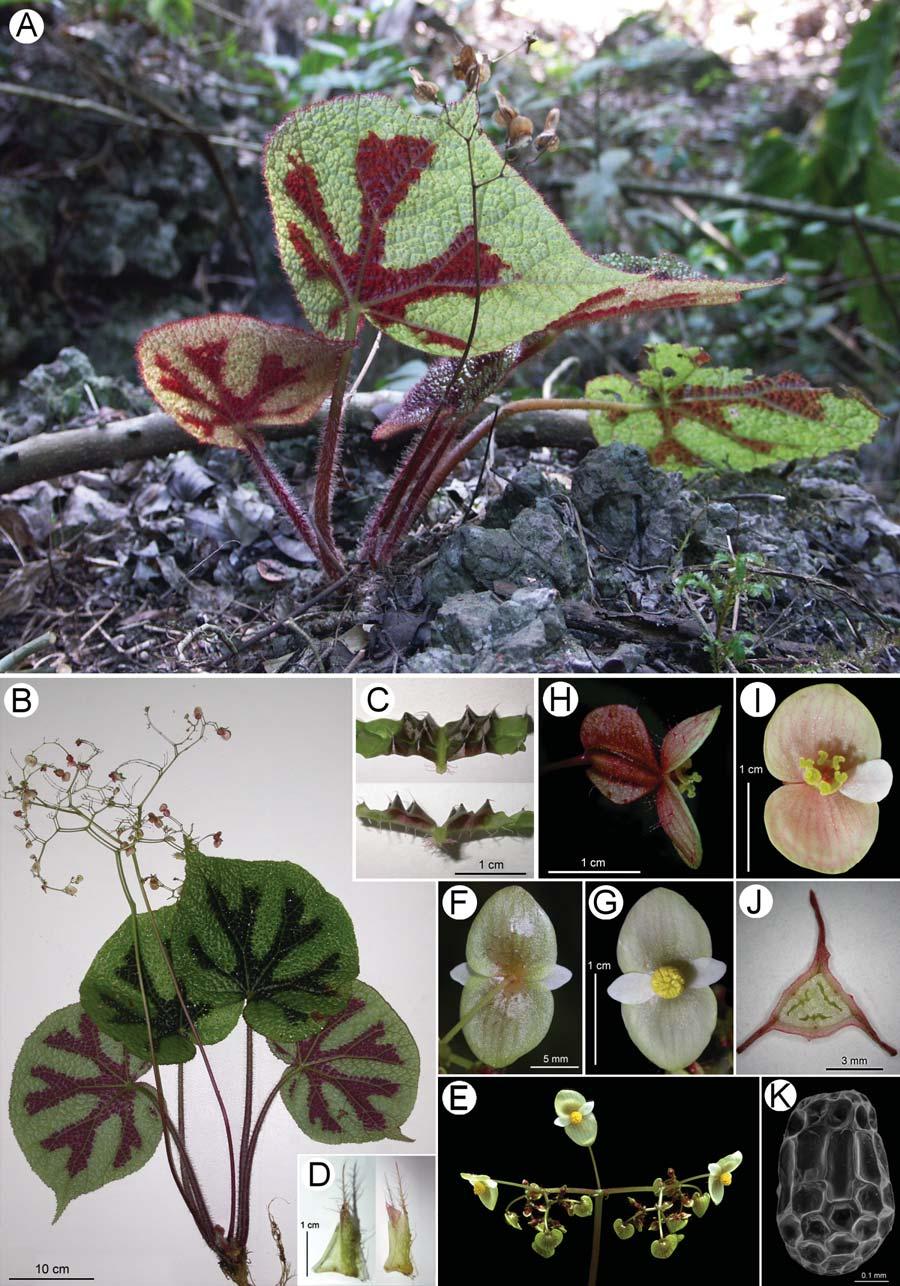 252 Botanical Bulletin of Academia Sinica, Vol. 46, 2005 Figure 8. Begonia masoniana Irmsch. ex Ziesenh. A, Habitat and habit showing fruiting plant on limestone.