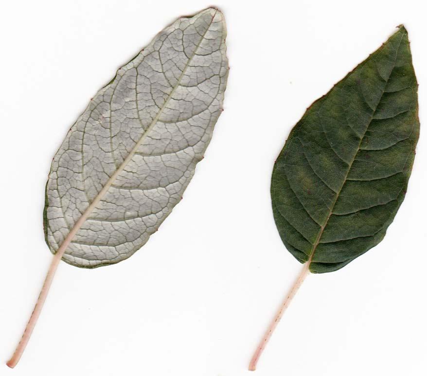 Kotukutuku (Tree fuchsia) Fuchsia excorticata Tree with papery