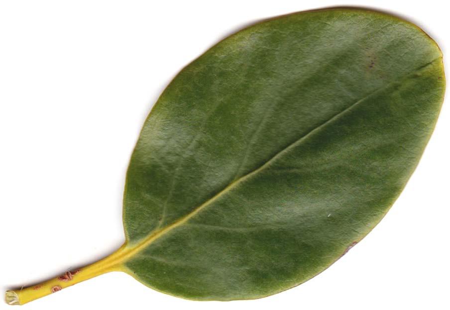 Kapuka (Broadleaf) Griselinia littoralis A tree with large glossy leathery leaves Flowers are small