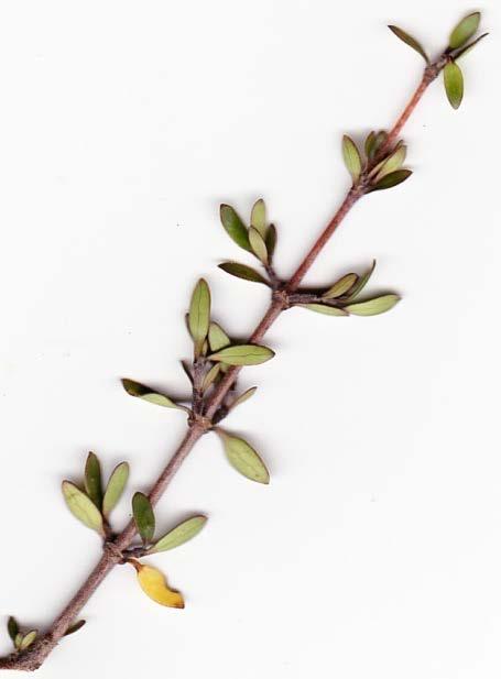 Mingimingi Coprosma propinqua Small tree/shrub with tangly form An example of a divaricating plant a type of plant that has evolved to protect itself from the browsing effects of moa Small birds like