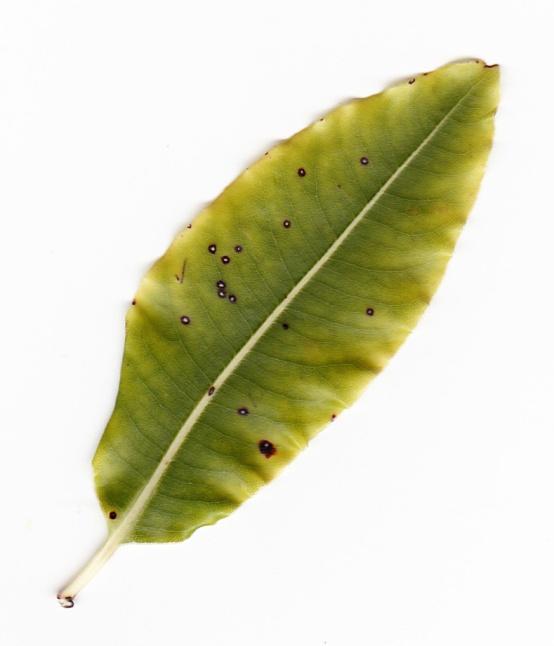 Tarata (Lemonwood) Pittosporum eugenioides Tree with large glossy green leaves Sweet scented