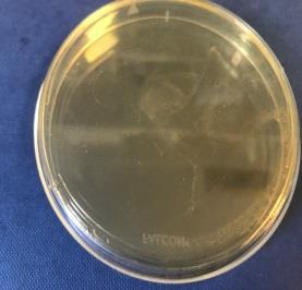 (138 bp) Sample Bacteria plate Gel