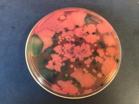 (231 bp) Sample Bacteria plate