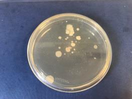 subtilis (298 bp) Nitrobacter (138 bp) Nitrococcus