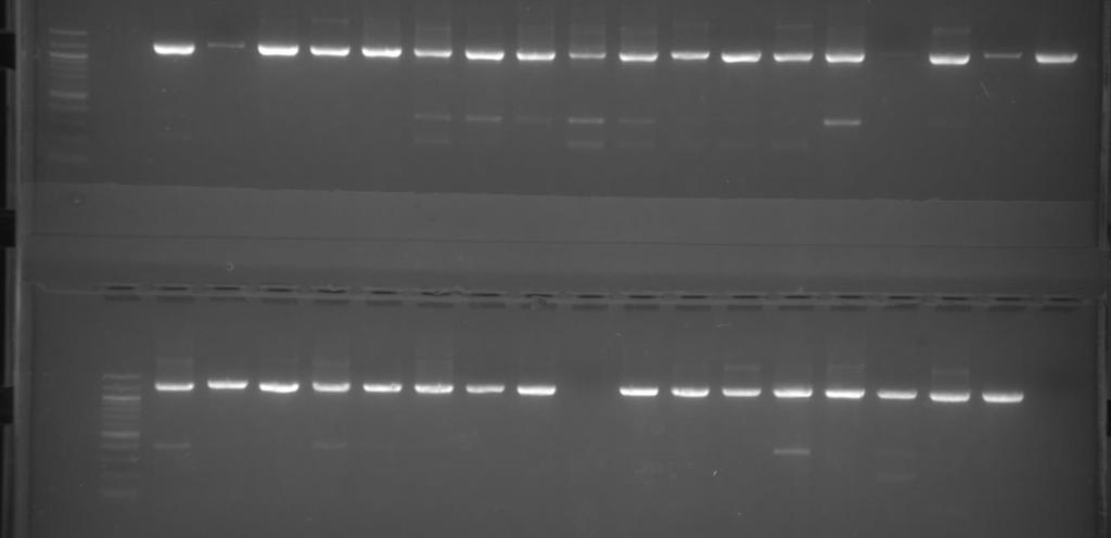 Endoglucanase Gene Can Be Used For Identification Of Bacillus subtilis B.sub EN1F CCAGTAGCCAAGAATGGCCAGC 1341bp B.