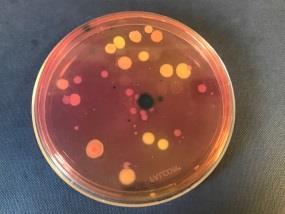 Nitrobacter (138 bp) Sample Bacteria