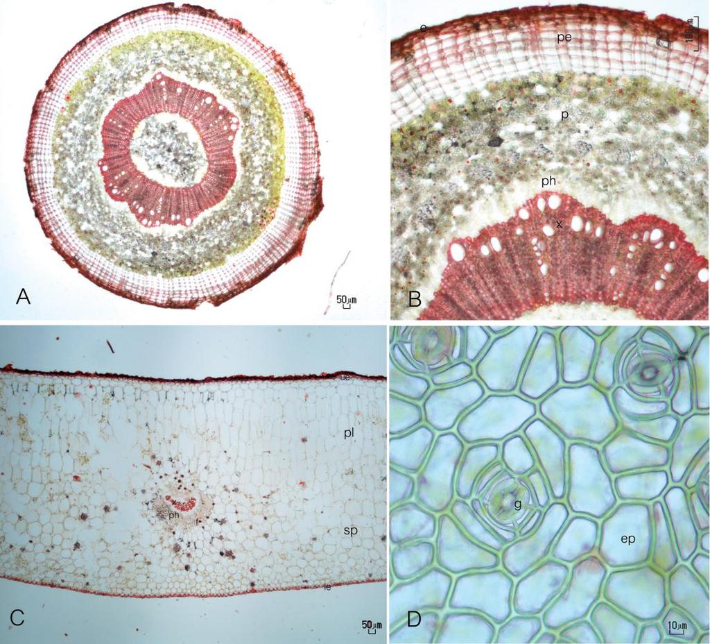 KIDYOO A NEW SPECIES OF HOYA FROM WESTERN THAILAND 25 FIGURE 3. Anatomy of H. mirabilis Kidyoo, (A, B) x-section of stem, (C) x-section of leaf and (D) abaxial surface of leaf.