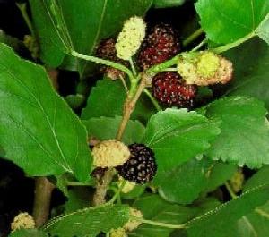 LOCAL NAMES Creole (mi); English (mulberry,small fruited mulberry,black mulberry,black Persian); French (Murier noir,mûres); German (Schwarzer Maulbeerßaum); Hindi (,shah-); Indonesian (murbei);