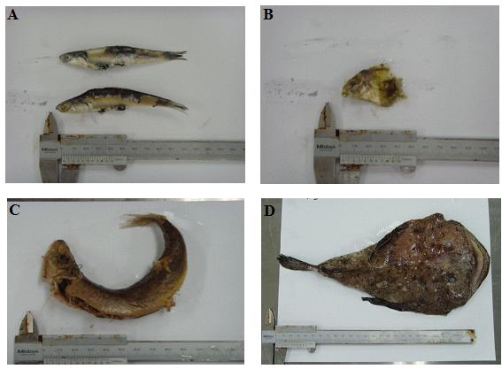Prey species (fishes) A B C D A: Engraulis japonicus B: