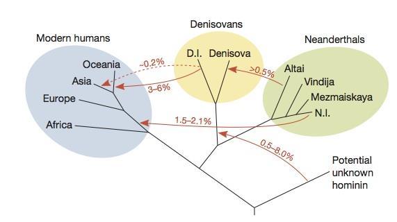 Scrambled Neanderthal Genome into H.