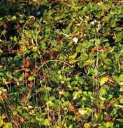 Trees & Shrubs 10 Blackberry Rubus fruticosus spp.