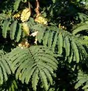 Trees & Shrubs 14 Cape Wattle Paraserianthes lophantha MIMOSACEAE Origin: Native to Western Australia A large shrub or small tree to 5m high. Stalks have prominent ridges.