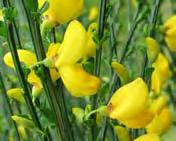 Flowers: Long, golden-yellow pea flowers, sometimes with reddish markings, appear in the leaf axils along the stems from spring to summer.