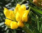 Flowers: Yellow pea flowers in tight clusters at the end of the branches in late winter to spring.
