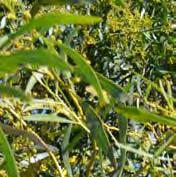 Trees & Shrubs 20 Golden Wreath Wattle Acacia saligna FABACEAE Origin: Western Australia Shrub or tree 2-6m