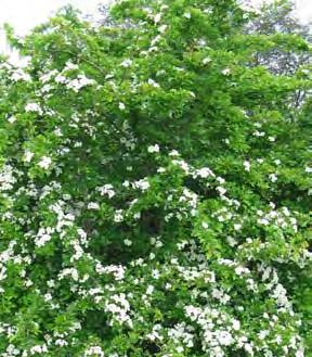 Hawthorn has become invasive along roadsides, in agricultural land, forests, woodlands and riparian areas.