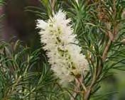 Flowers: Creamish yellow bottlebrush-like flower heads in a dense spike, about 30-70mm long and 20-30mm wide, appear in spring and summer.